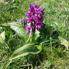 Orchis mascula