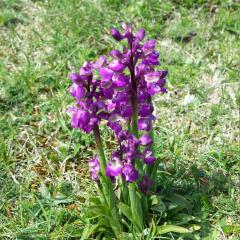 Orchis mascula