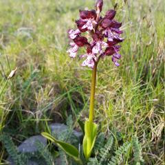 Orchis desconegut a les Abelles