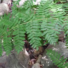 Osmunda regalis