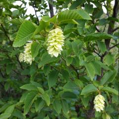 Ostrya carpinifolia