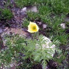 Pulsatilla alpina