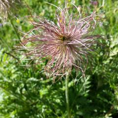 Pulsatilla montana (fructificacions)