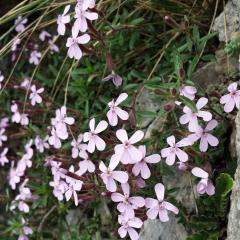 Saponaria ocymoides