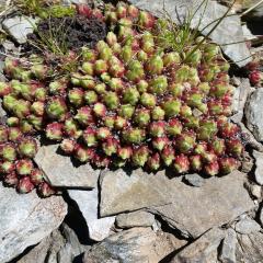 Sempervivum