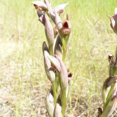 Serapias parviflora