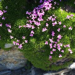 Silene acaulis